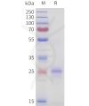 sp-pme101723 tnfsf15 sp1