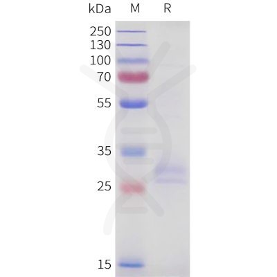 sp-pme101724 tnfsf15 sp1