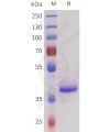 sp-pme101725 sez6 sp1