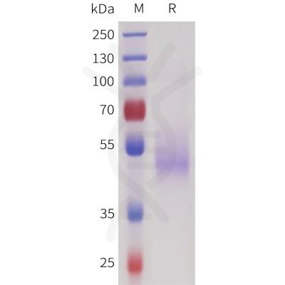 sp-pme101726 sez6 sp1