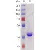 sp-pme101729 sez6 sp1