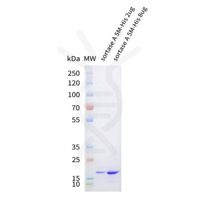 sp-pme101731 sortase a sp1