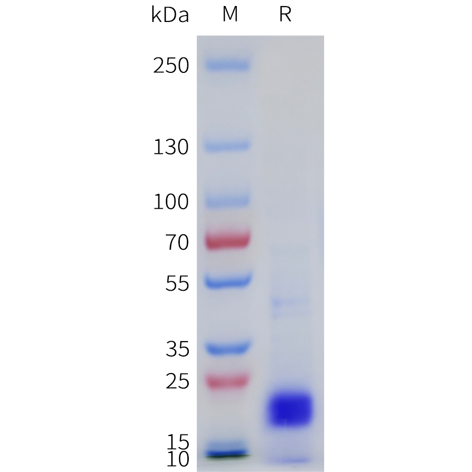 pme101733-il33-sp1.jpg