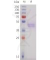 sp-pme101734 ighe sp1 1