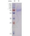 sp-pme101736 lilra4 sp1 1