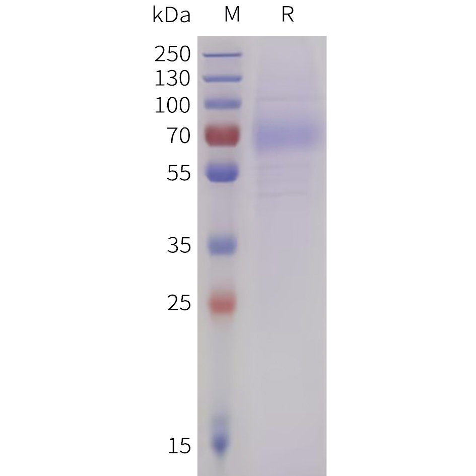 pme101736-lilra4-sp1.jpg
