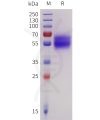 sp-pme101737 il18ra sp1