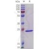 sp-pme101738 crp sp1