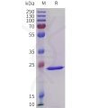 sp-pme101738 crp sp1