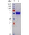 sp-pme101740 tnfrsf11b sp1