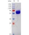 sp-pme101742 csf2rb sp1