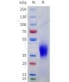 sp-pme101753 scf sp1