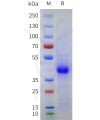 sp-pme101754 cd43 sp1