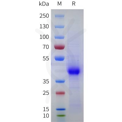 sp-pme101754 cd43 sp1