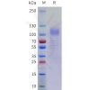 sp-pme101758 erbb4 sp1