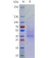 sp-pme101760 c1qbp sp1