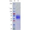 sp-pme101761 cd58 sp1