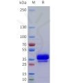 sp-pme101763 nrg4 sp1