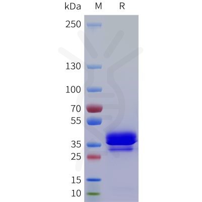 sp-pme101763 nrg4 sp1
