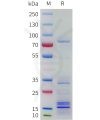 sp-pme101767 cblb sp1