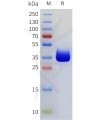 sp-pme101769 cd117 sp1