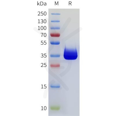 sp-pme101769 cd117 sp1