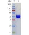 sp-pme101771 cd117 sp1