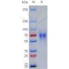 sp-pme101780 lilra1 sp1