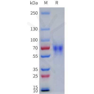 sp-pme101780 lilra1 sp1