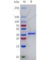 sp-pme101782 lgals4 sp1