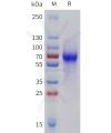 sp-pme101785 lilra6 sp1