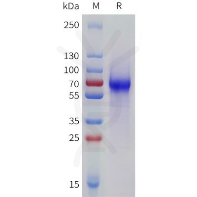 sp-pme101785 lilra6 sp1