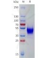 sp-pme101787 kiss1r sp1