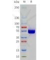 sp-pme101789 pd 1 sp1