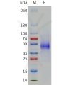 sp-pme101790 cd19 sp1