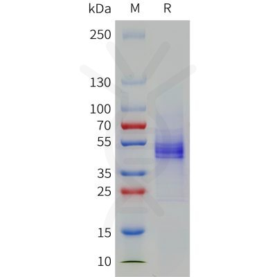 sp-pme101790 cd19 sp1
