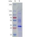 sp-pme101795 fcgrt sp1
