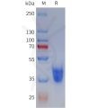 sp-pme101796 mc2r sp1