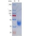 sp-pme101797 mc3r sp1
