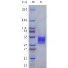 sp-pme101799 adra1a sp1