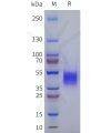 sp-pme101799 adra1a sp1