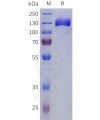 sp-pme101802 cntn2 sp1