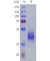sp-pme101807 ptger3 sp1