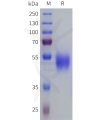 sp-pme101812 sstr3 sp1