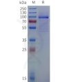 sp-pme101818 olfml3 sp1