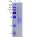 sp-pme101820 igfbp3 sp1