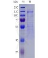 sp-pme101821 kl sp1