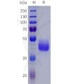 sp-pme101823 npy2r sp1