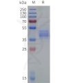 sp-pme101827 ackr2 sp1