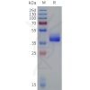 sp-pme101828 avpr1a sp1
